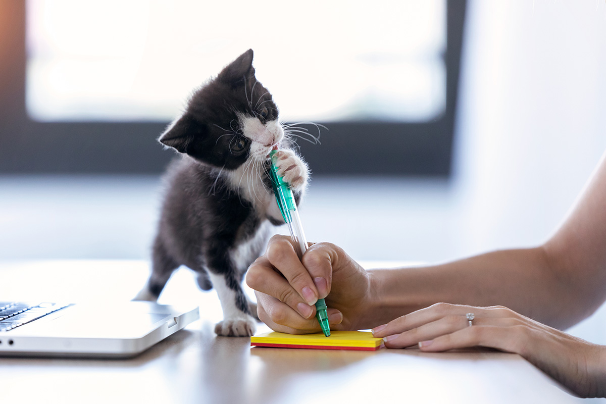 Schreiben mit Katze